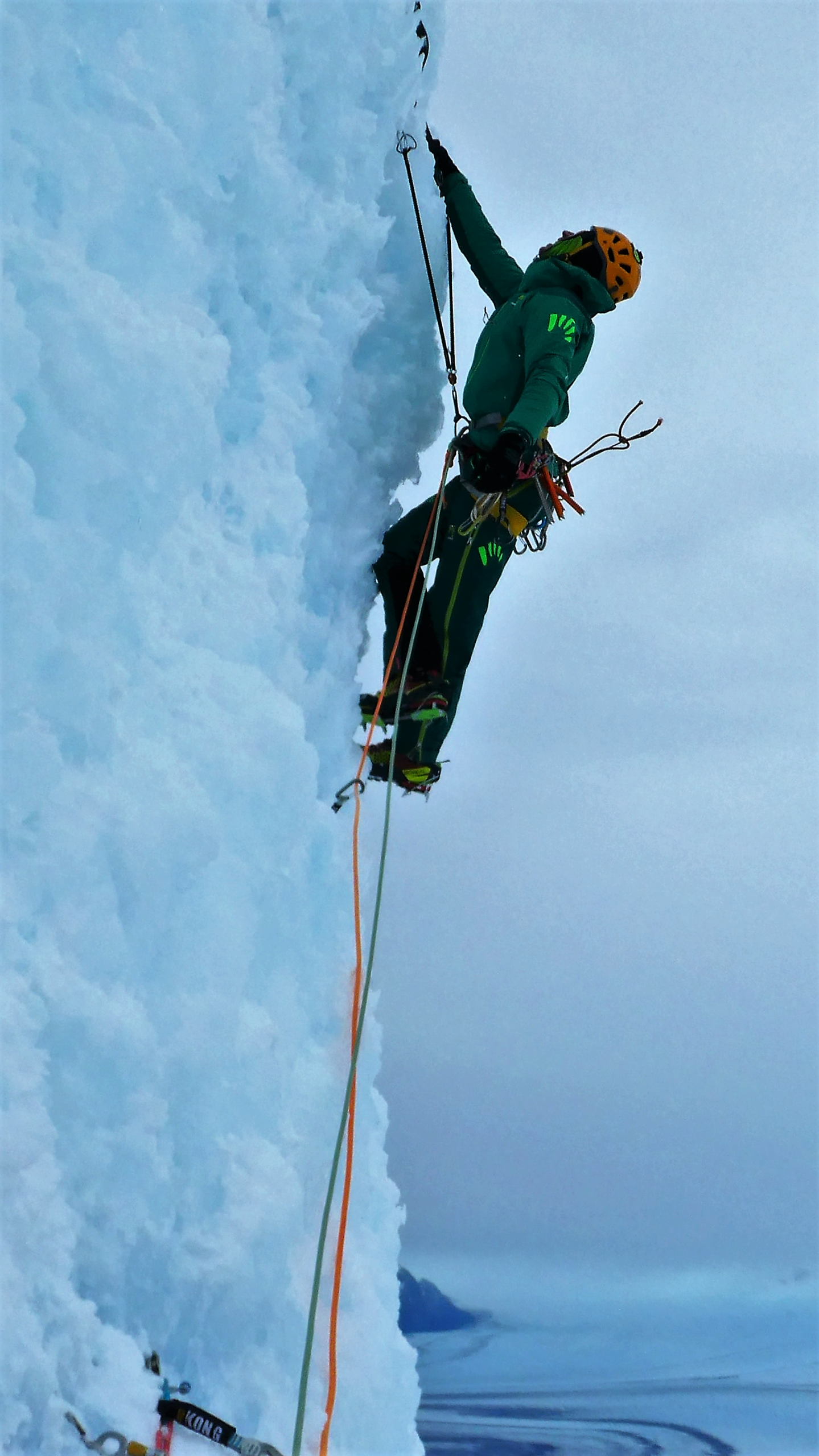 Copy-of-fungo-1-1(1)